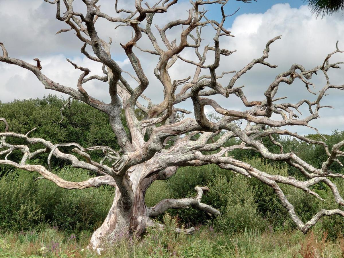 White Acre'S Holiday Park, 602 Sycamore Forest Saint Enoder Luaran gambar